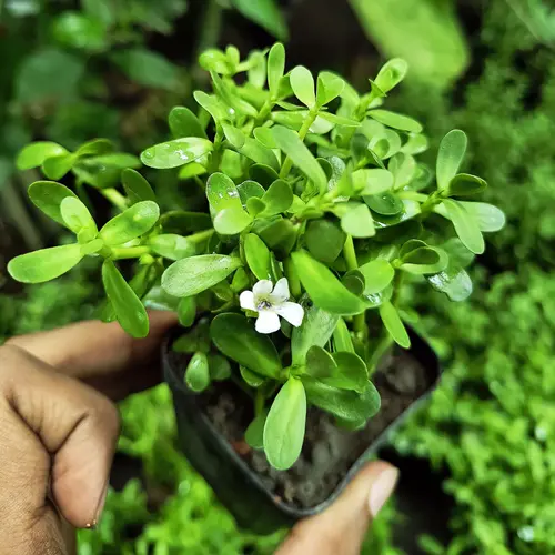 Brahmi