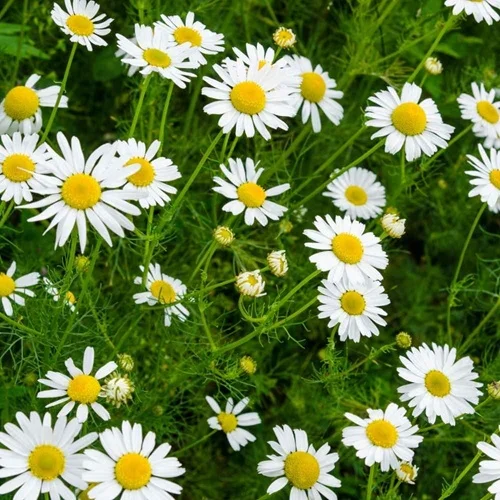 Chamomile 