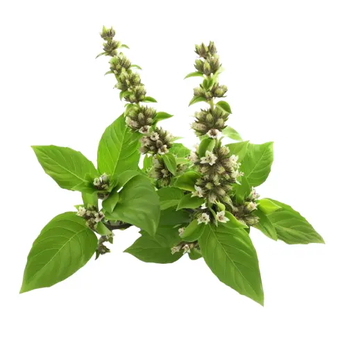Tulsi