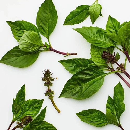 Tulsi 