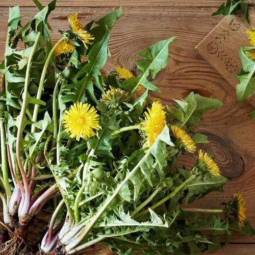 Dandelion