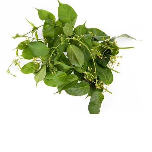 Gymnema Sylvestre