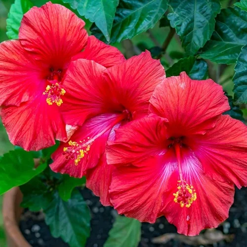 Hibiscus