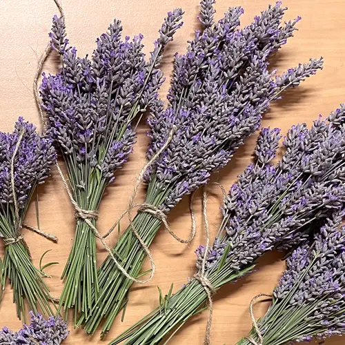 Lavender