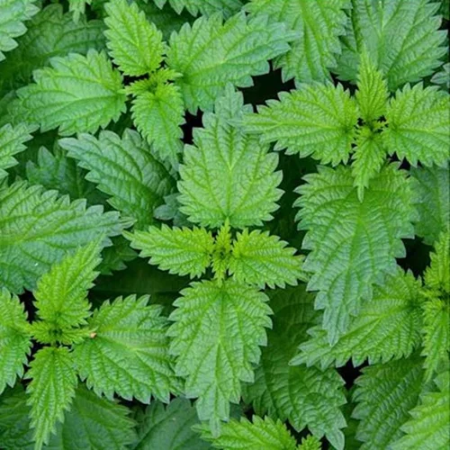 Nettle Sting 