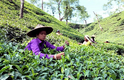 Tea gardens of Assam—where India’s journey with tea began and a global legacy was cultivated leaf by leaf.